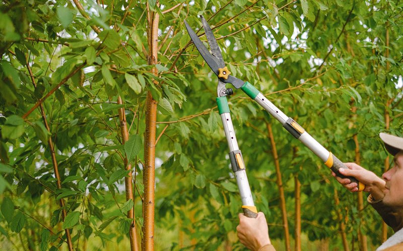 Tree trimming in Bush, LA