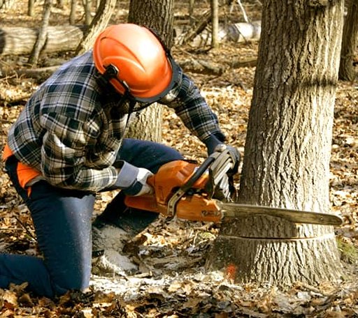 Tree Removal in Bush, LA